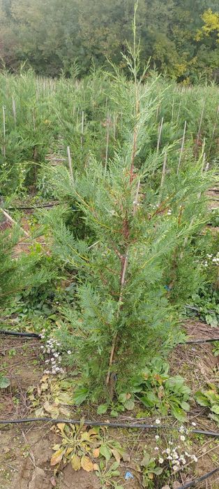 Leylandii de la producător