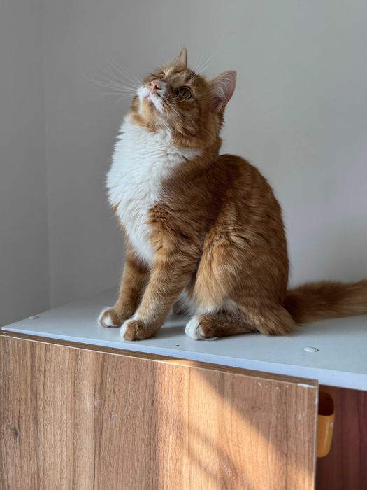 Кошечка в добрые руки