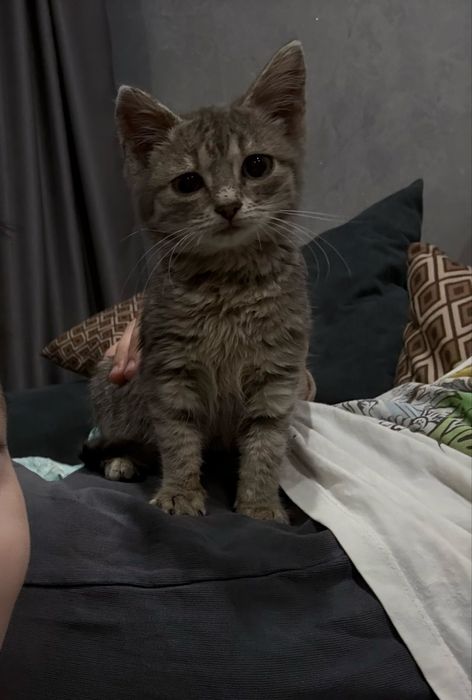 Отдам котенка в добрые руки