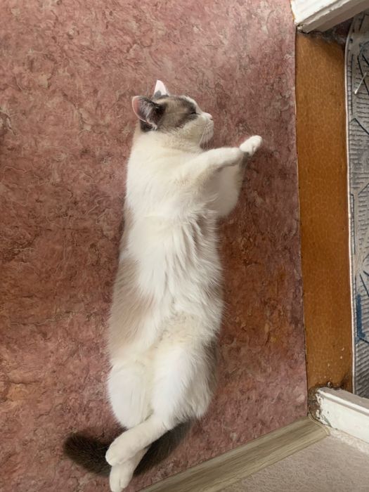 Отдам бесплатно Кот