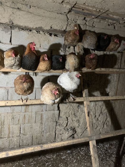 Продам домашних кур
