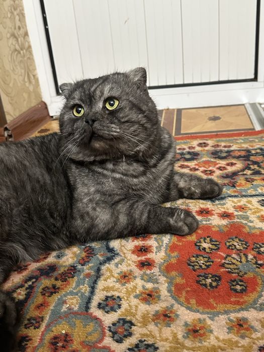 Девочка чисто пародии шиншиллы умная ласковая