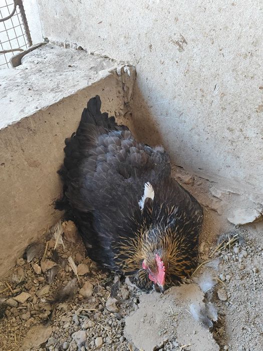 Брома ва дакан горк-курк Товук