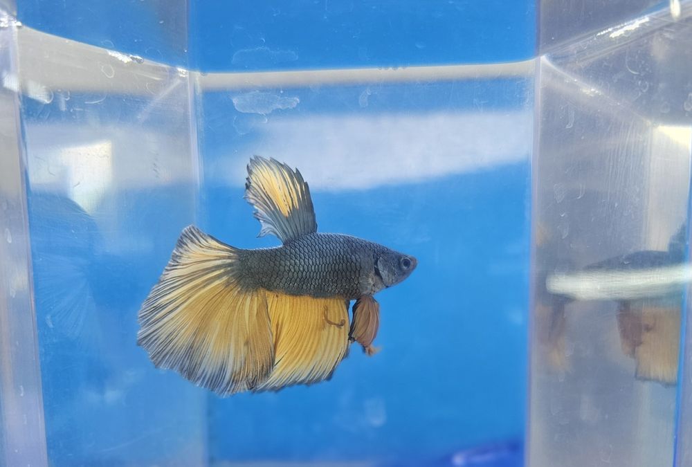 Рыбки петушки в наличии!