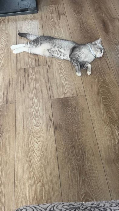 Британскый парода