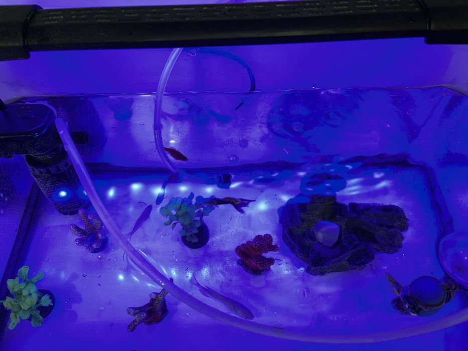 Аквариум сатамын балығымен