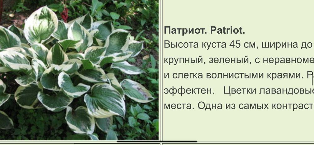 Продам цветы хосты от 1000 т