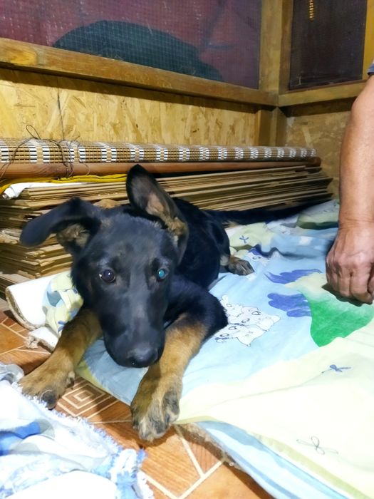 Шустрая ,активная девочка ищет семьют