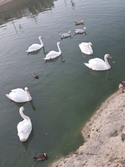 Lebede albe mature.