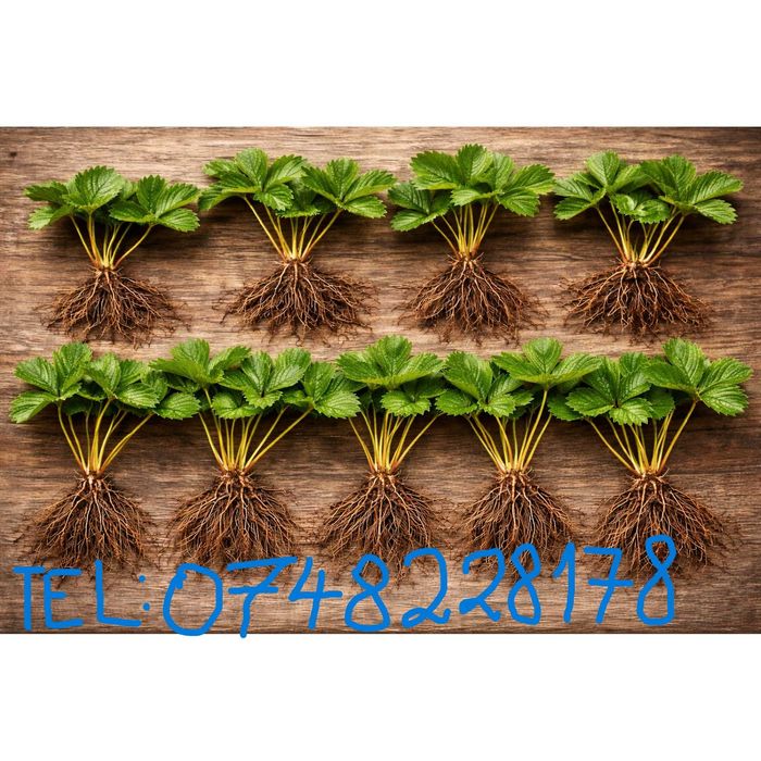 Stoloni capsuni Albion fragi mur zmeur smochin agris tayberry albizia