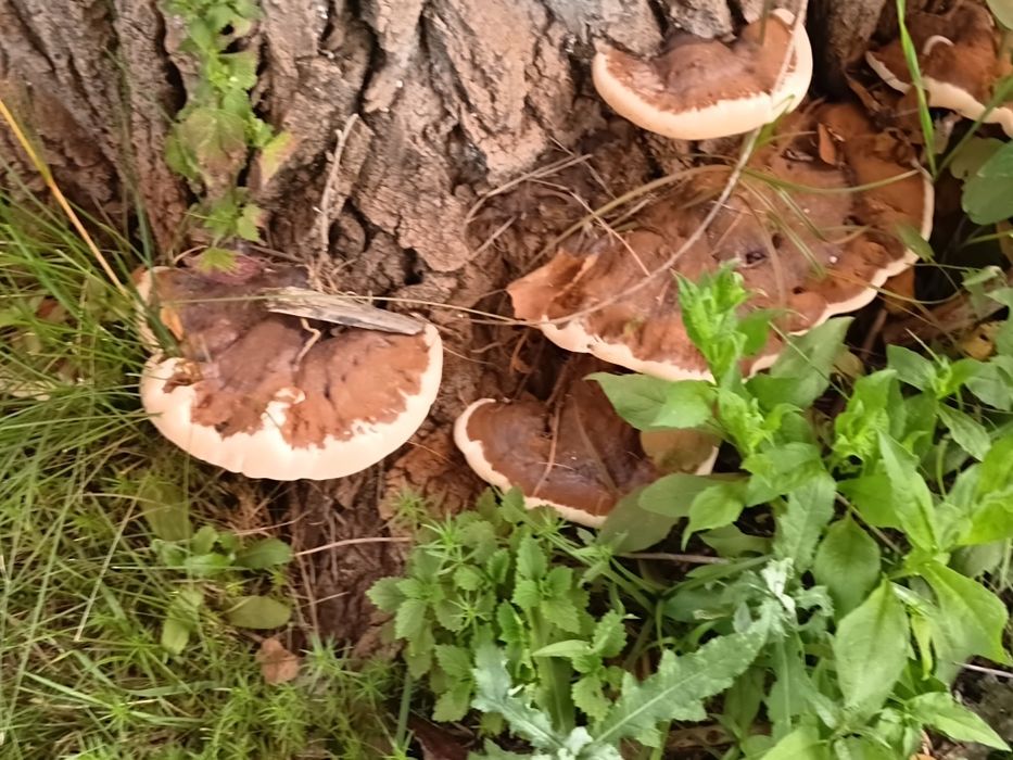 Ganoderma aplanatum ,reishi si coada curcanului
