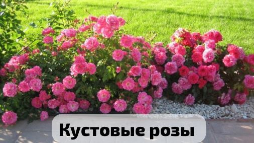 Розы (корни) разных сортов