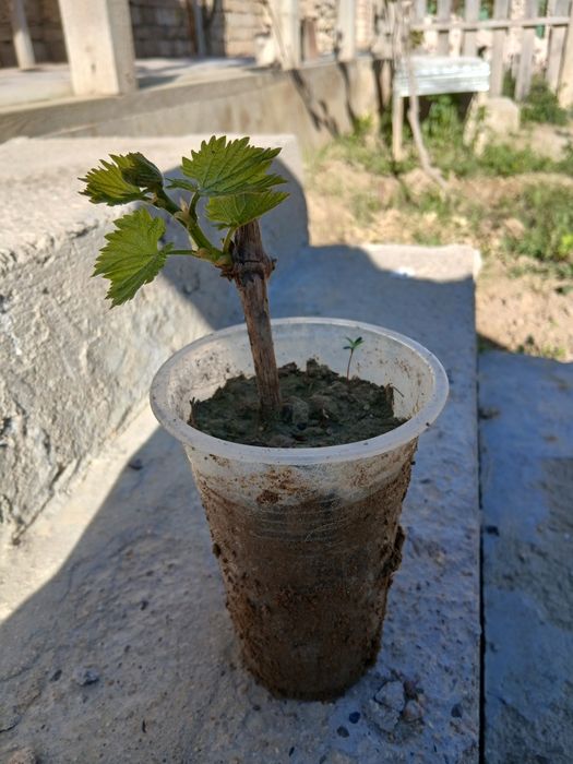 Жүзім көшеттері сатылады