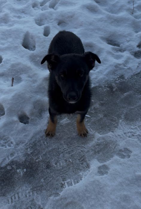 Отдам щенка в добрые руки