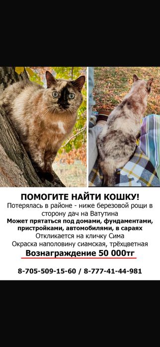 ПРОПАЛА КОШКА! Помогите найти