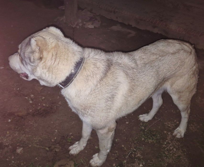 Алабай, азиатская овчарка, мальчик,