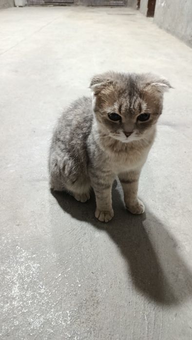 Mushuk scottish fold