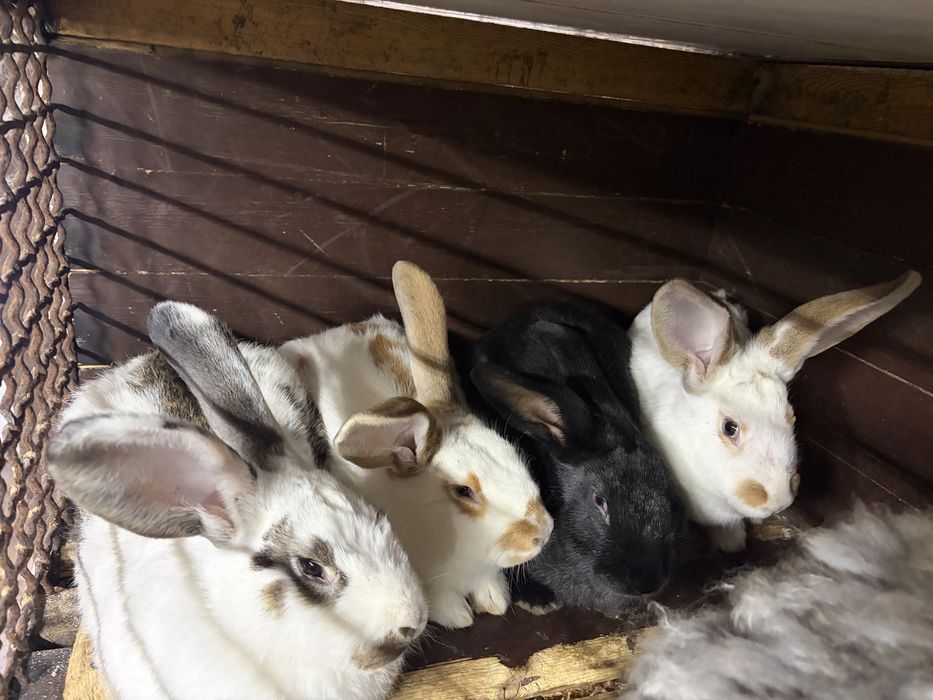 Домашние кролики