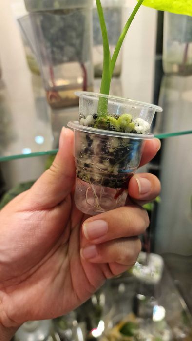 Алоказия форниката