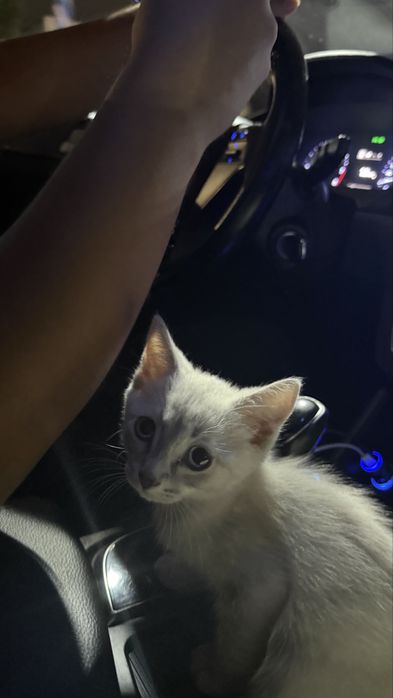 Котенок мальчик в хорошие руки