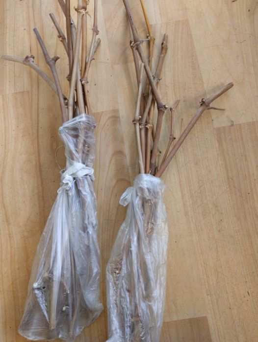 Черенки винограда. Сорт Алешенькин