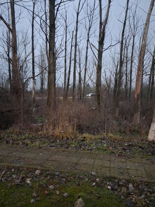 Teren intravilan în Buftea,preț avantajos  !