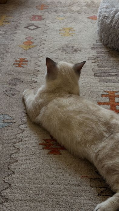Продам кота Скоттиш Фолд