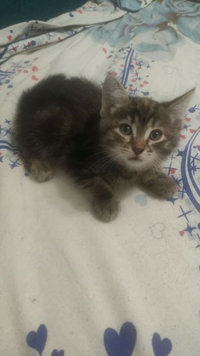 Отдам котят бесплатно