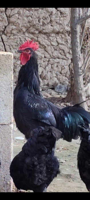 Гигант Корашахзодаларни тухум жужалари сотилади