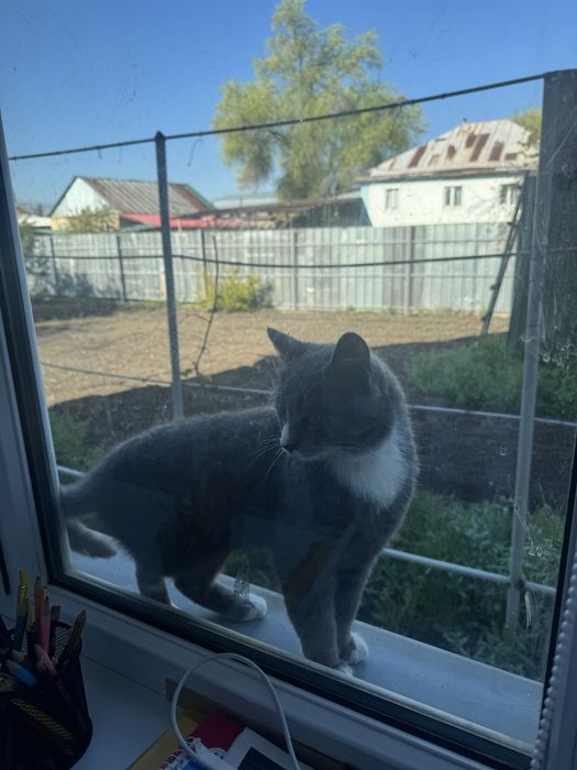 Отдам кота потеряшку