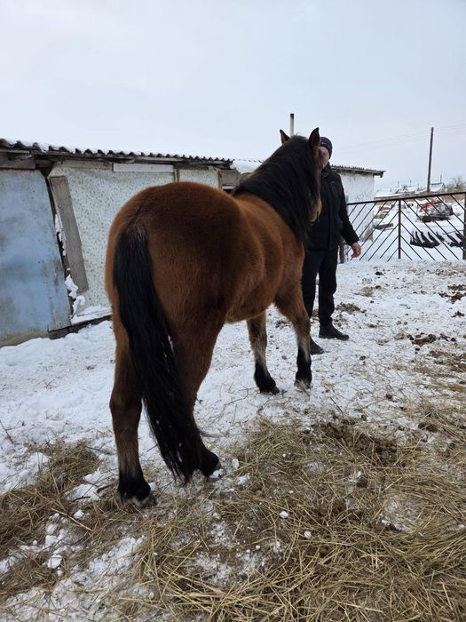 Продам лошадь 3 года