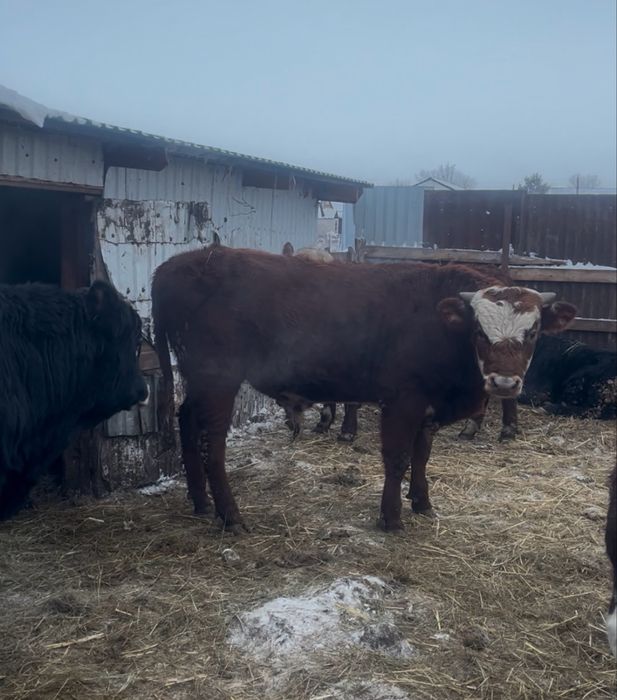 Продам молодых бычков