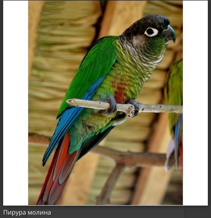 Папагал Пирура Молина