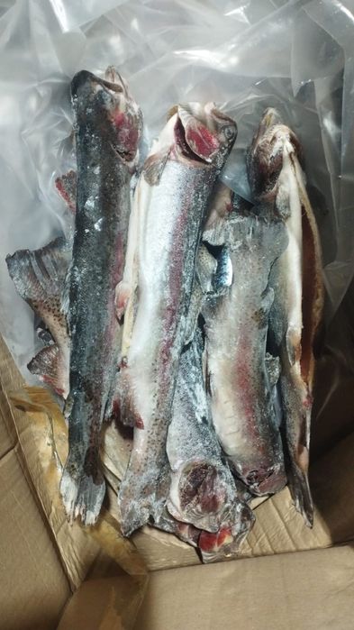 форель свежая