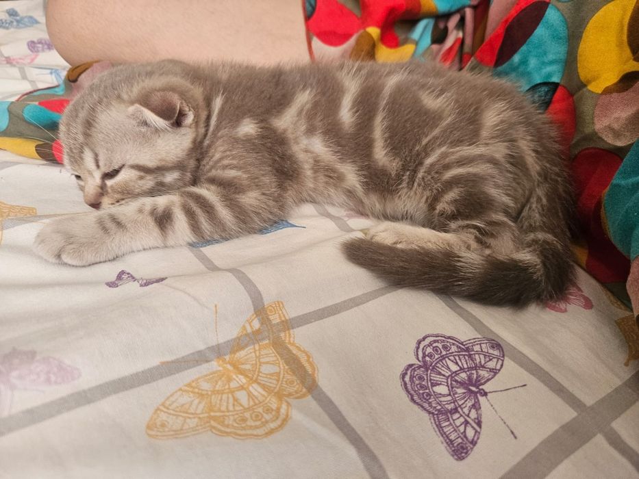 Продаю  котенка скотиш фолд