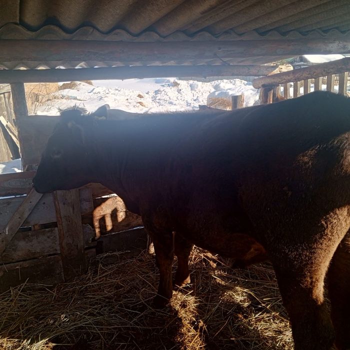 Продам бычка сементал