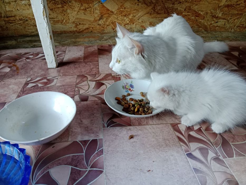 Отдам хорошие руки