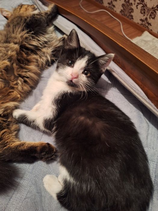 Отдам котёнка в хорошие руки. Бесплатно