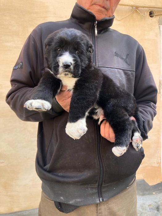 Щенок Туркменского Алабая ( чистокровный )