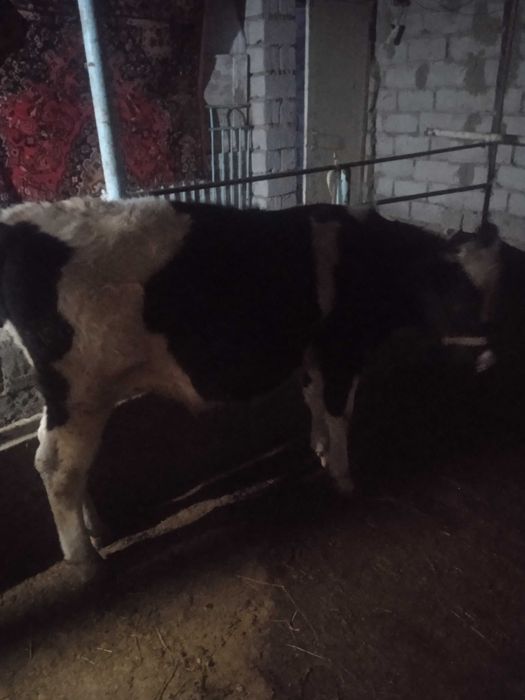 Qora ola buqacha sotiladi