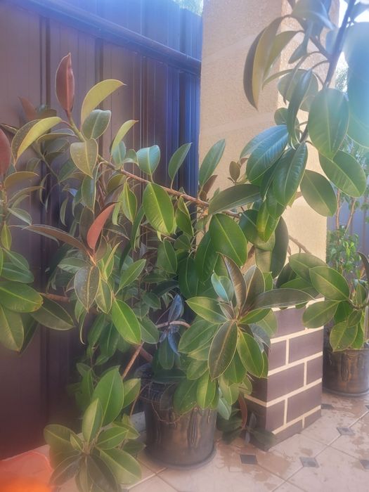 продам фикус срочно