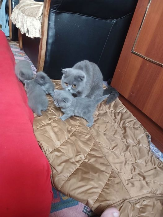 Продаётся котята цена договорная