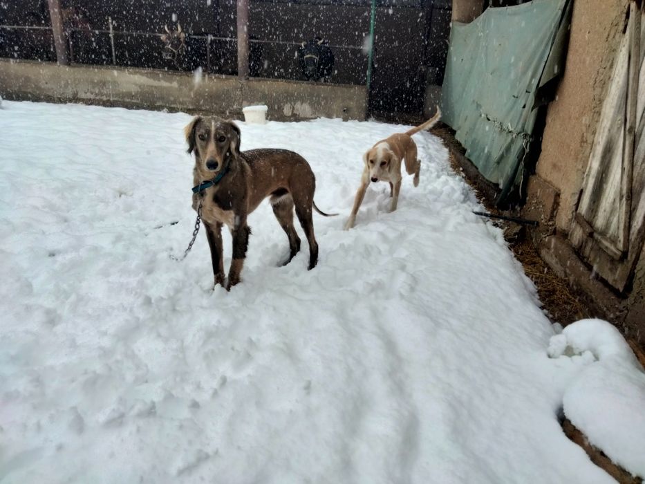 құмай тазы,1жасар