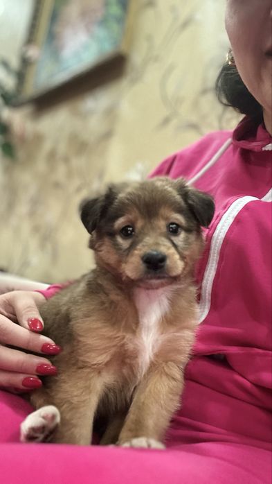 Ищем для этой малышки дом.