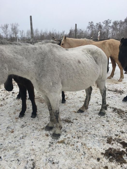 Продам кобылу сжеребенком