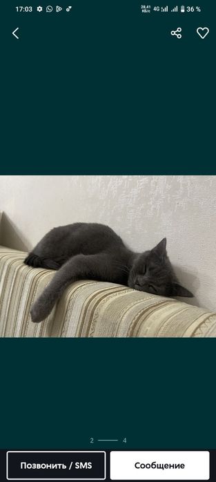Кошка шотландец порода
