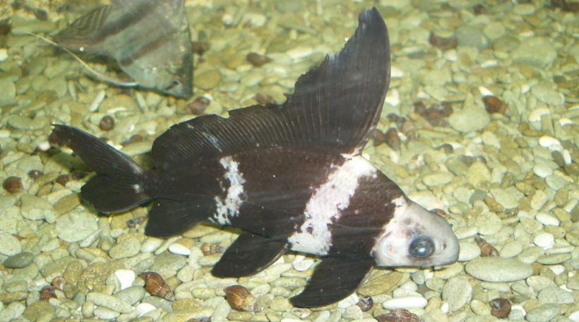 Продам крупные чукучан