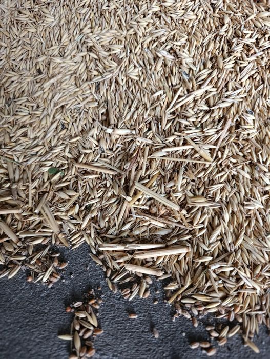 Vând ovăz anul 2025