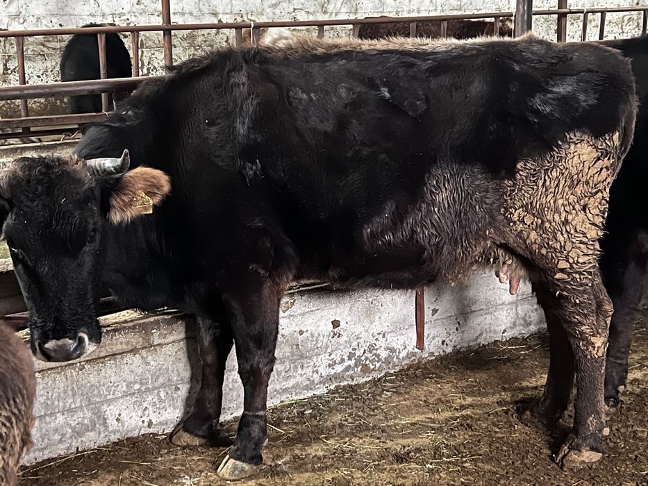 Сиырлар сатылады - ірі қара мал