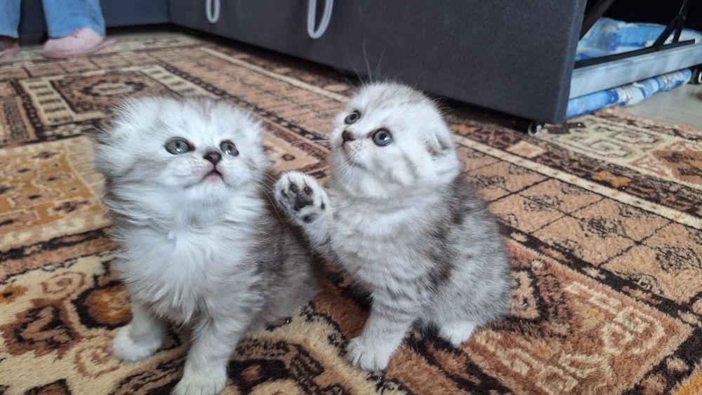 Продаются пара взрослые кошки скотиш фолд и страйт шиншила